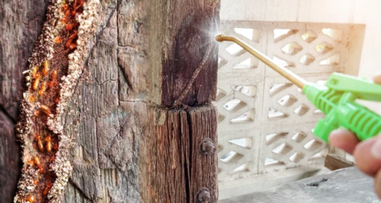 Termite Extermination